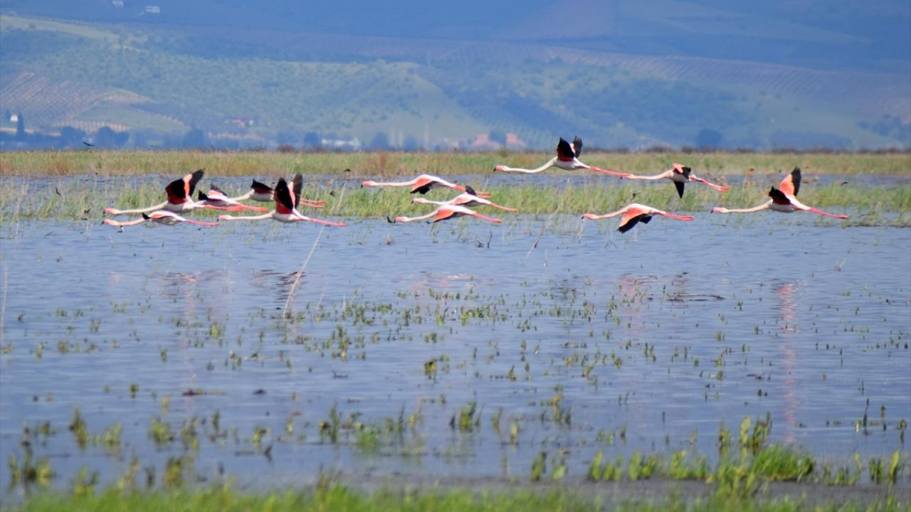Foto - 5 yıl önce kurumuştu! Yıllar sonra yeniden göçmen kuşları ağırladı