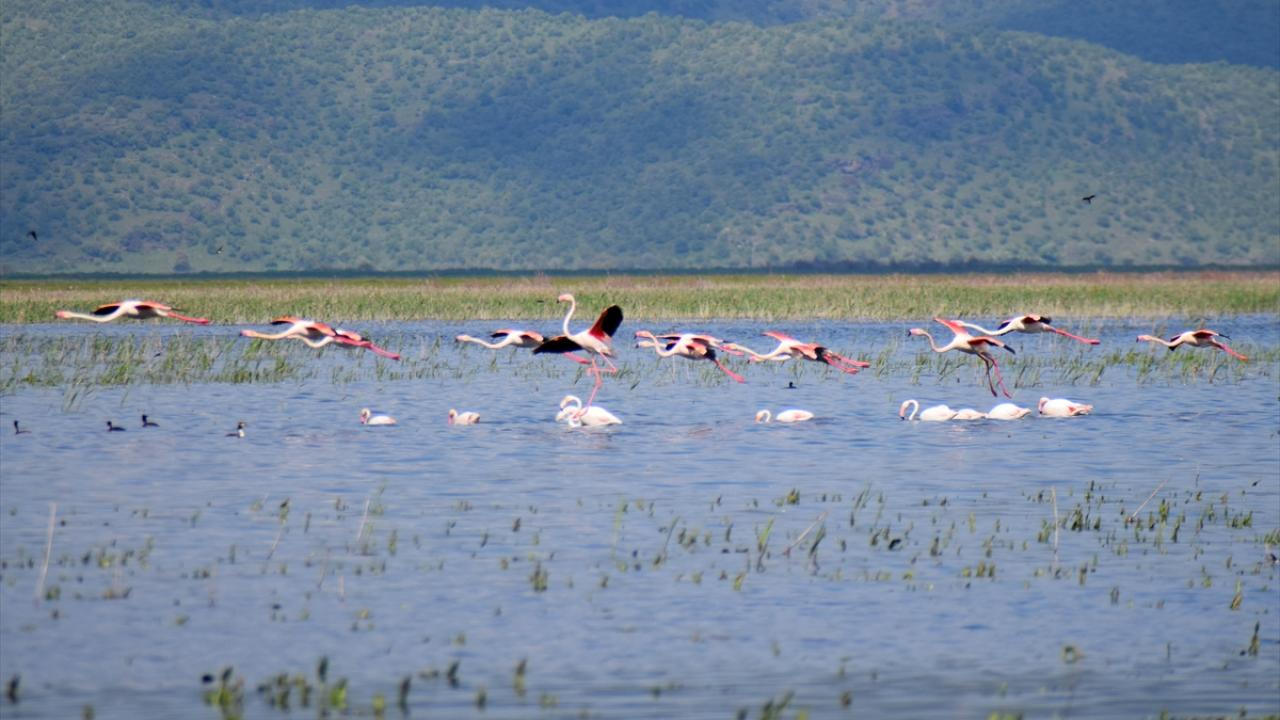 Foto - 5 yıl önce kurumuştu! Yıllar sonra yeniden göçmen kuşları ağırladı