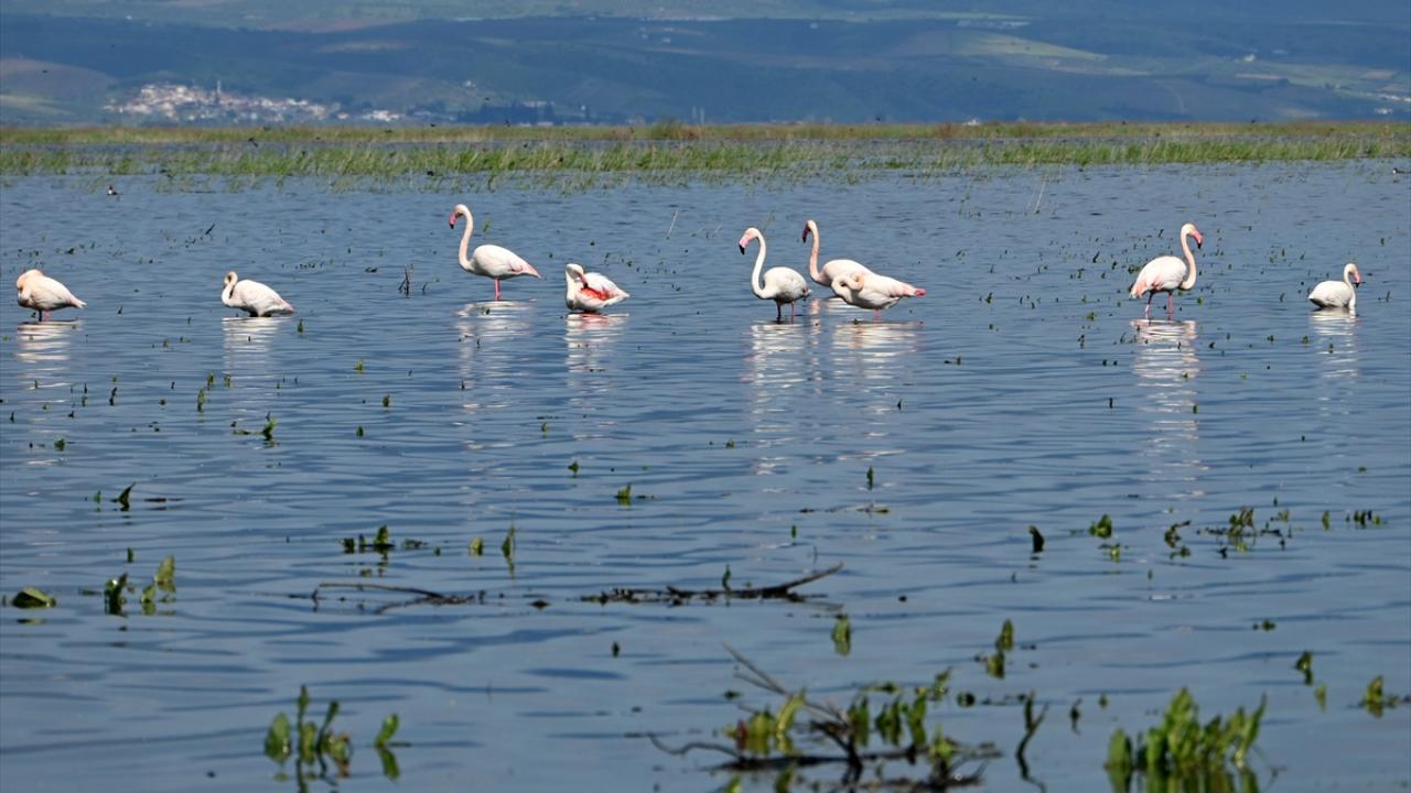 Foto - 5 yıl önce kurumuştu! Yıllar sonra yeniden göçmen kuşları ağırladı