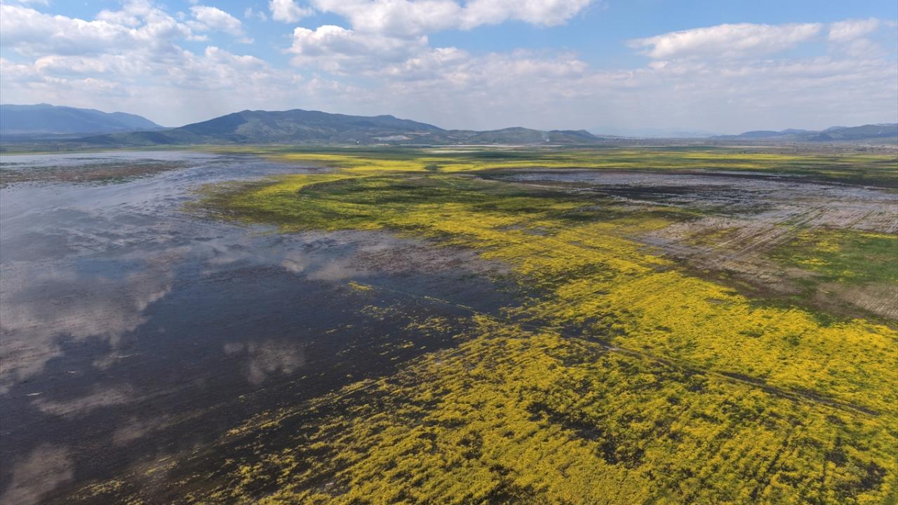 Foto - 5 yıl önce kurumuştu! Yıllar sonra yeniden göçmen kuşları ağırladı