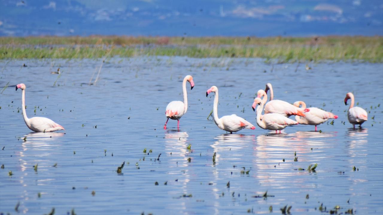 Foto - 5 yıl önce kurumuştu! Yıllar sonra yeniden göçmen kuşları ağırladı