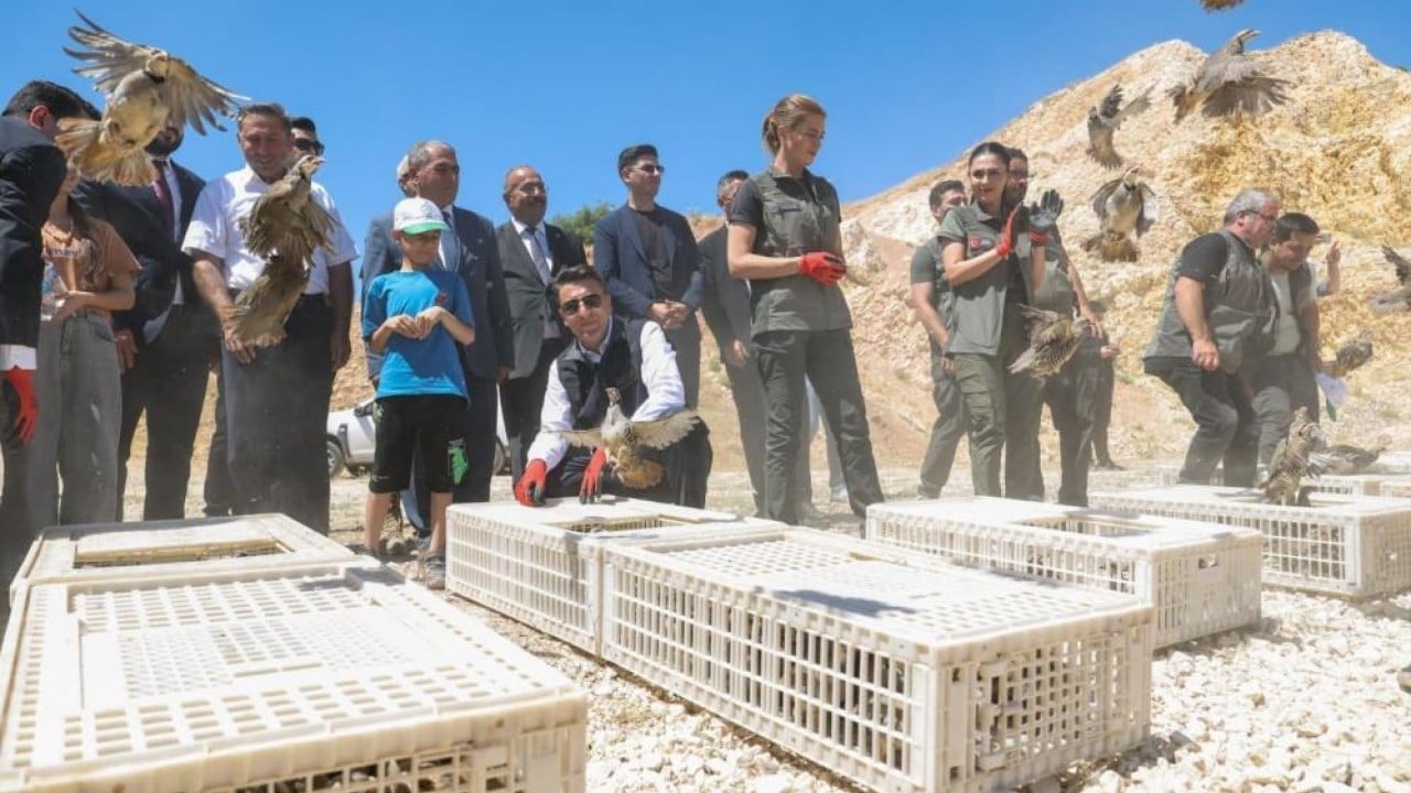Foto - 500 kınalı keklik doğaya salındı Kene savaşçıları sahaya sürüldü