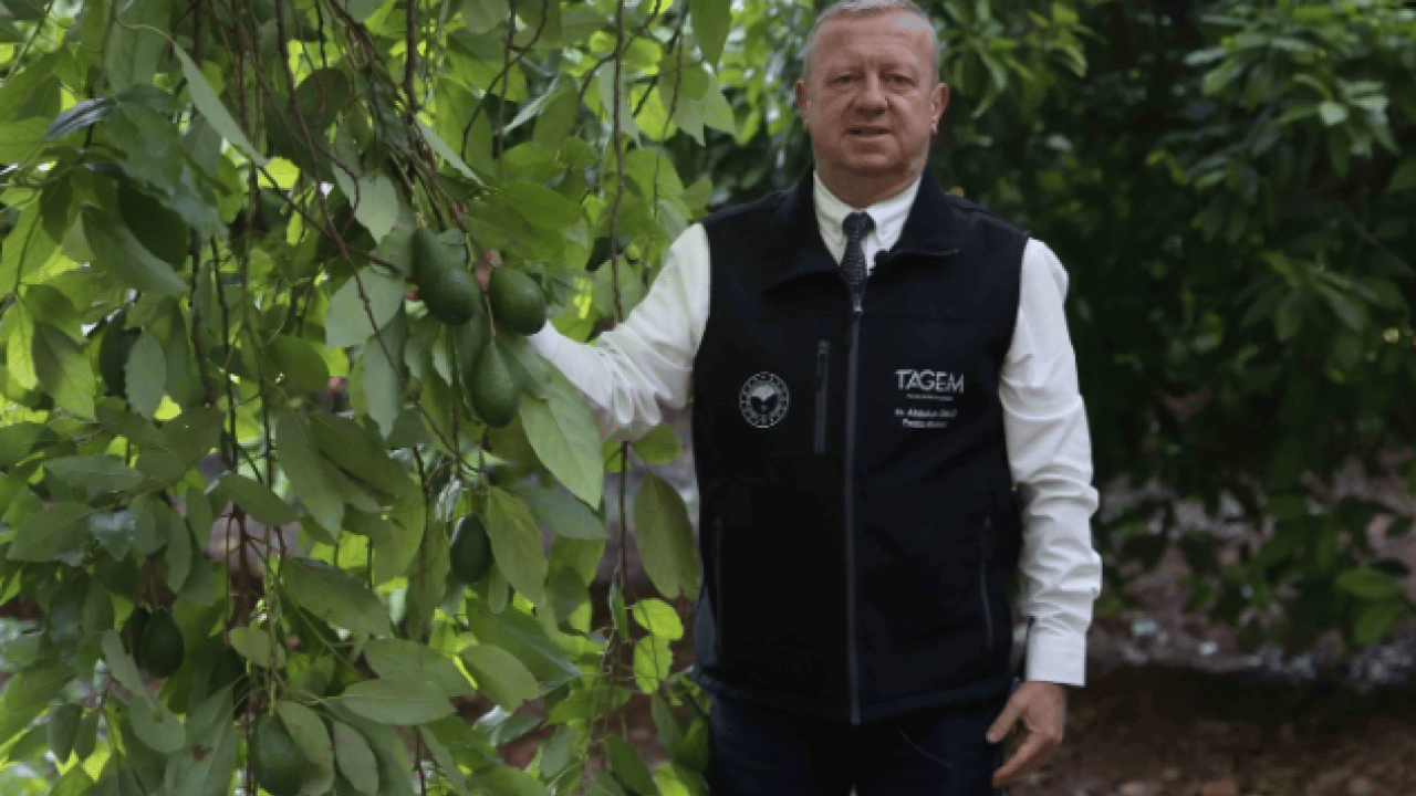 Foto - 55 yıl önce denemek için dikildi! Bugün tezgahların gözde meyvesi oldu