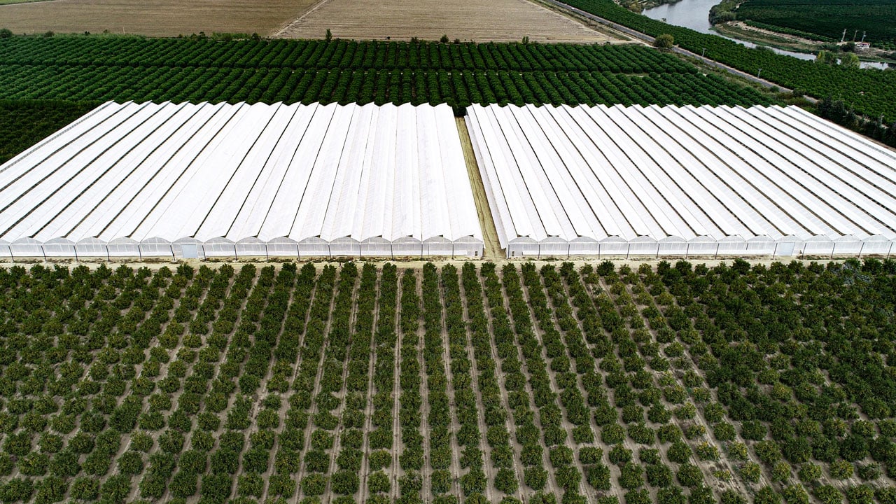 Foto - 5’inci kuşak üretim başladı! Doktorluğu bıraktı, tropik seraya geçti