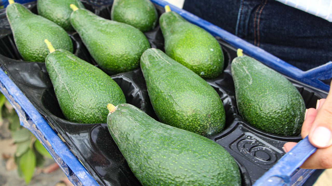 Foto - 5’inci kuşak üretim başladı! Doktorluğu bıraktı, tropik seraya geçti