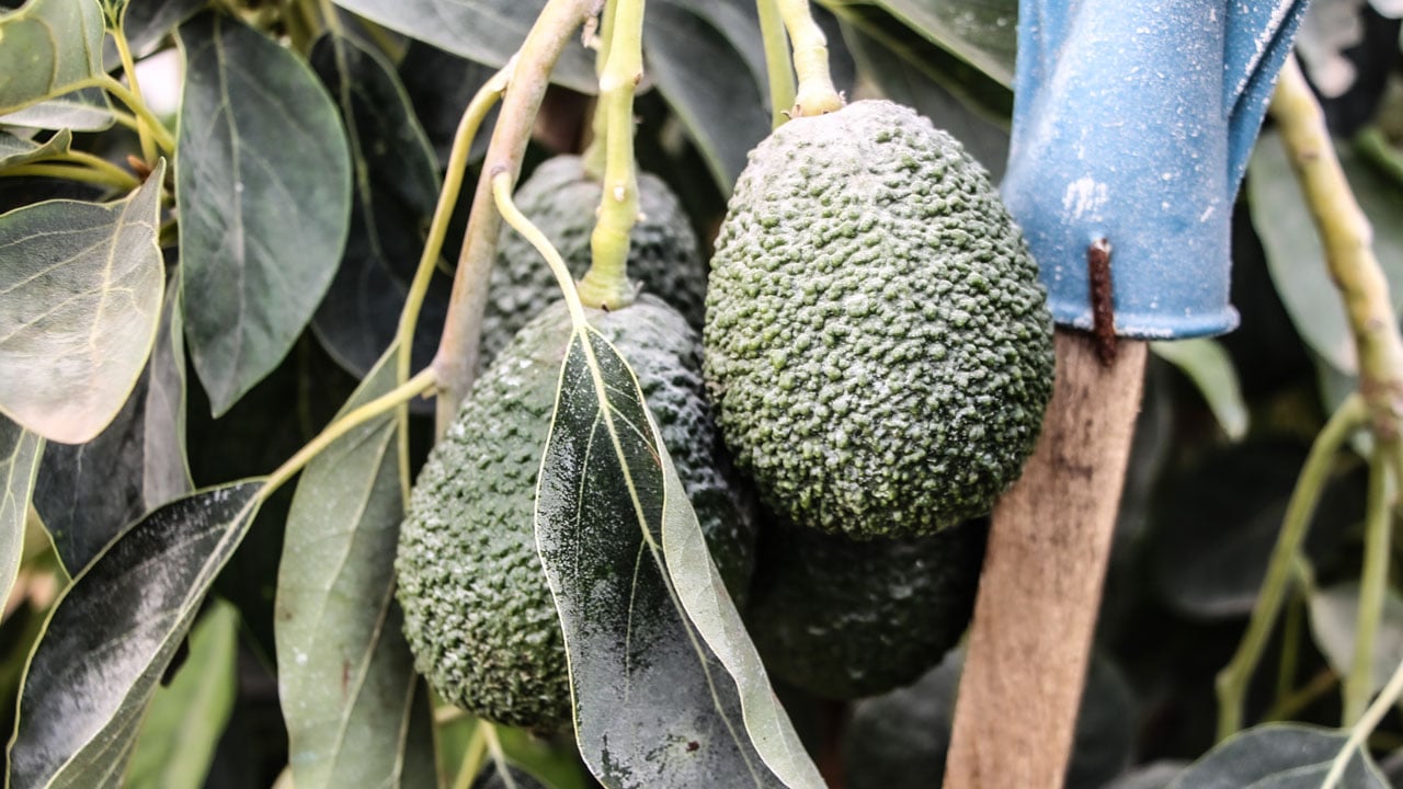 Foto - 5’inci kuşak üretim başladı! Doktorluğu bıraktı, tropik seraya geçti