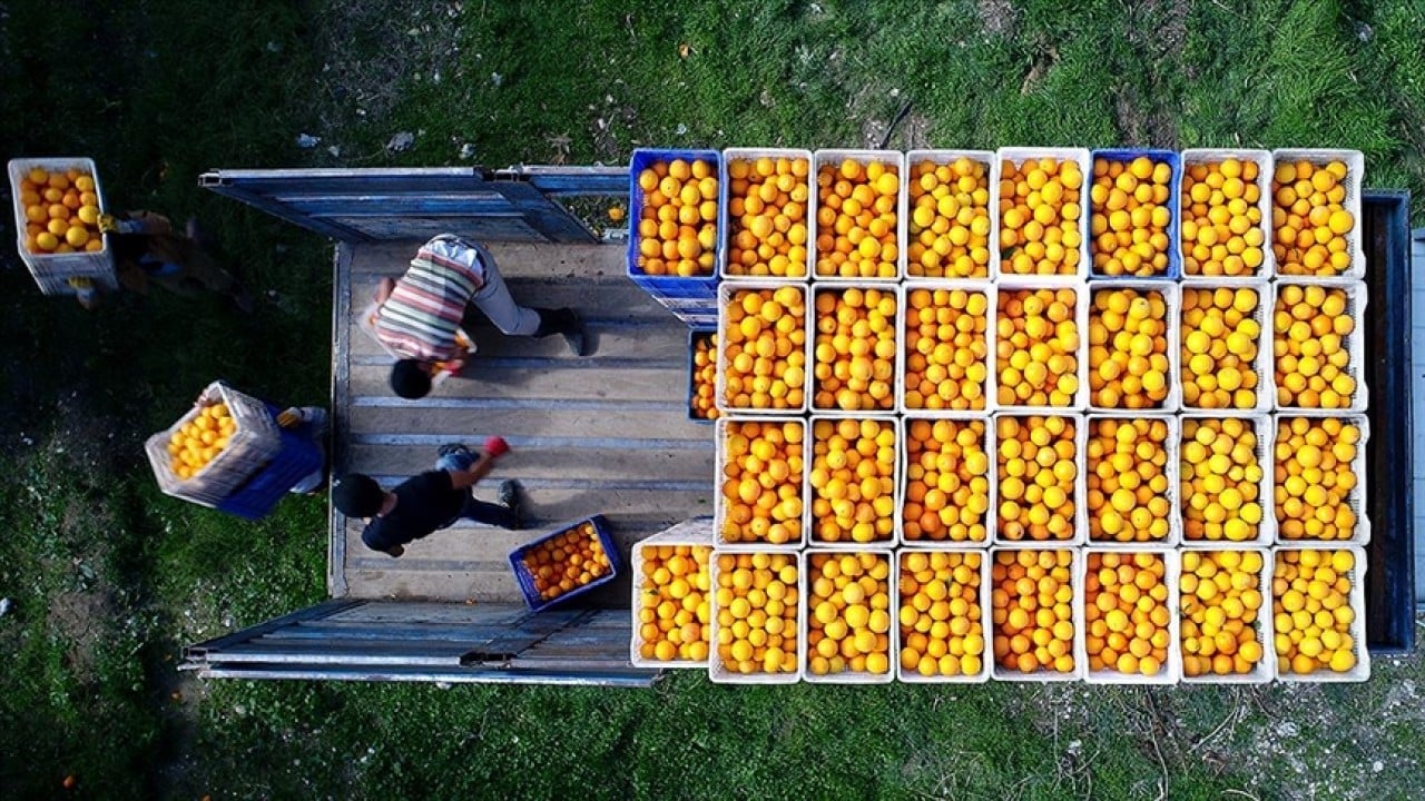 Foto - 6 aylık satış 1 milyar dolara dayandı Turunçgil ihracatı ikiye katladı