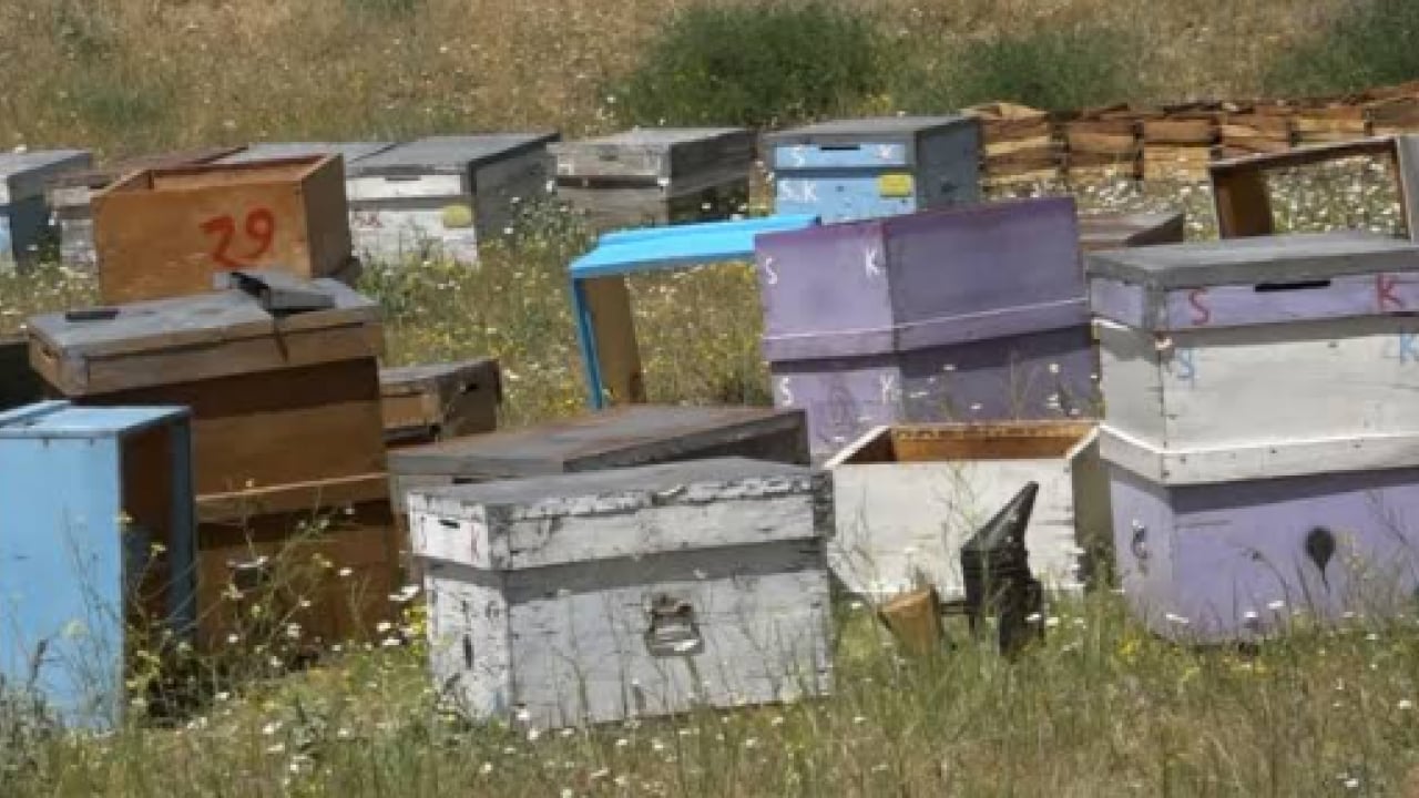 Foto - 6 yıldır ilk kez oluyor: 'Fiyatlar bin liradan aşağı olmaz'