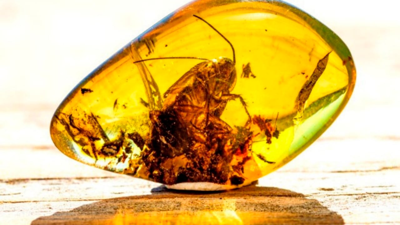 Foto - "60 tondan fazla kehribar rezervi var" deniliyordu! Milyonluk iki büyük maden sahası, sessiz sedasız satıldı