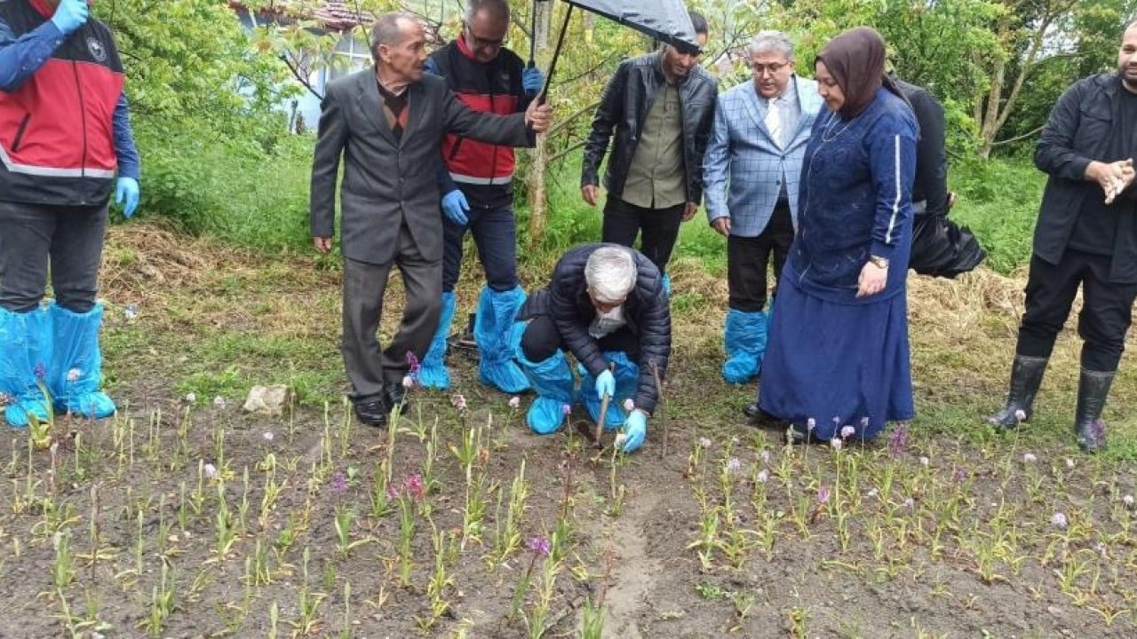 Foto - 600 kiloluk ilk hasadını yaptı Yürürken buldu 60 bin fideyle üretici oldu