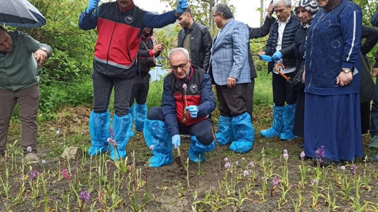 Foto - 600 kiloluk ilk hasadını yaptı Yürürken buldu 60 bin fideyle üretici oldu