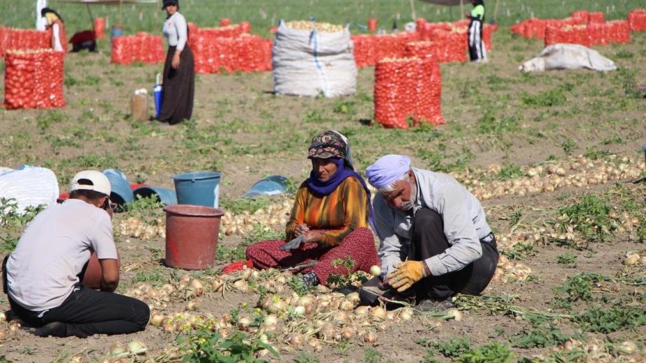 Foto - 65 bin dekardan ürün alındı Soğanın kaynağında hasat başladı