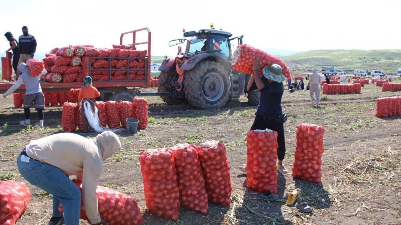 Foto - 65 bin dekardan ürün alındı Soğanın kaynağında hasat başladı