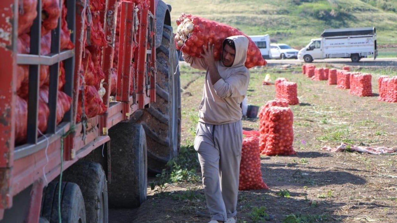 Foto - 65 bin dekardan ürün alındı Soğanın kaynağında hasat başladı