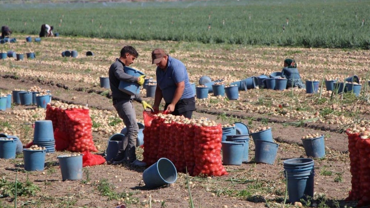 Foto - 65 bin dekardan ürün alındı Soğanın kaynağında hasat başladı