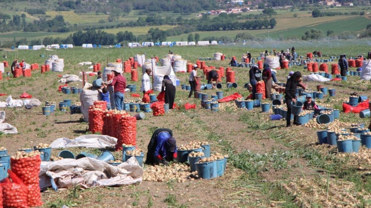 65 bin dekardan ürün alındı Soğanın kaynağında hasat başladı