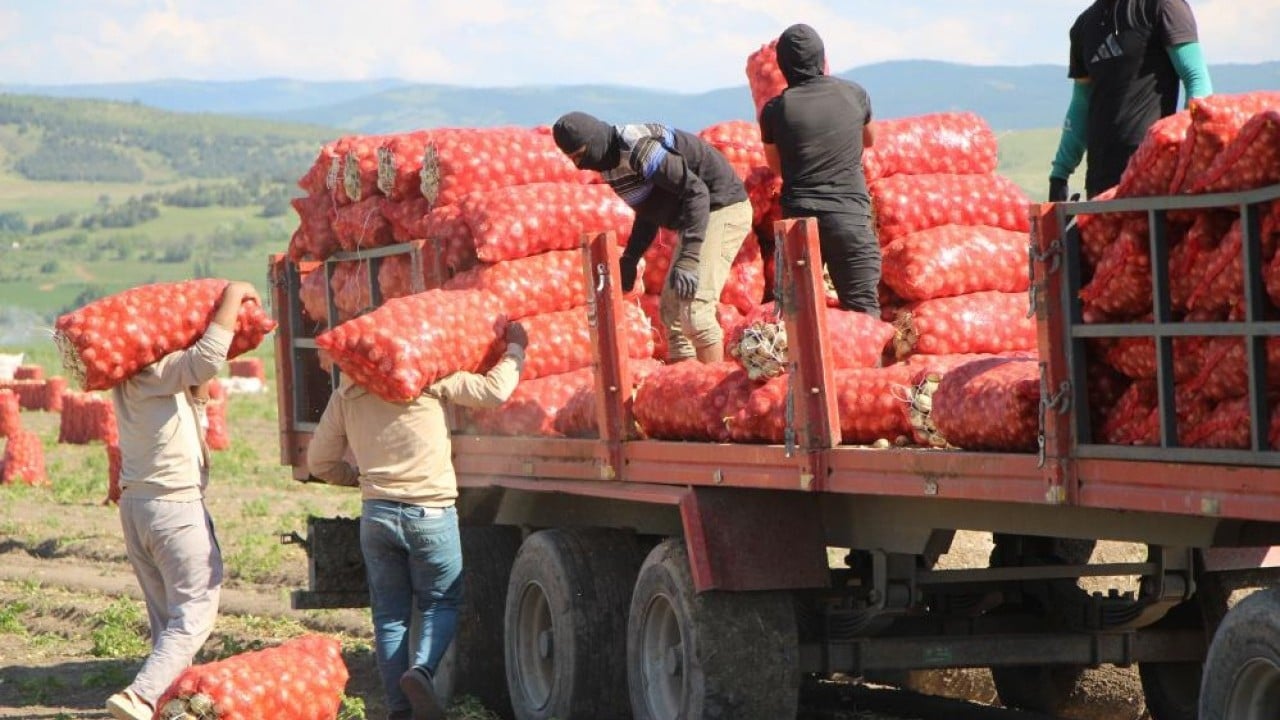 Foto - 65 bin dekardan ürün alındı Soğanın kaynağında hasat başladı