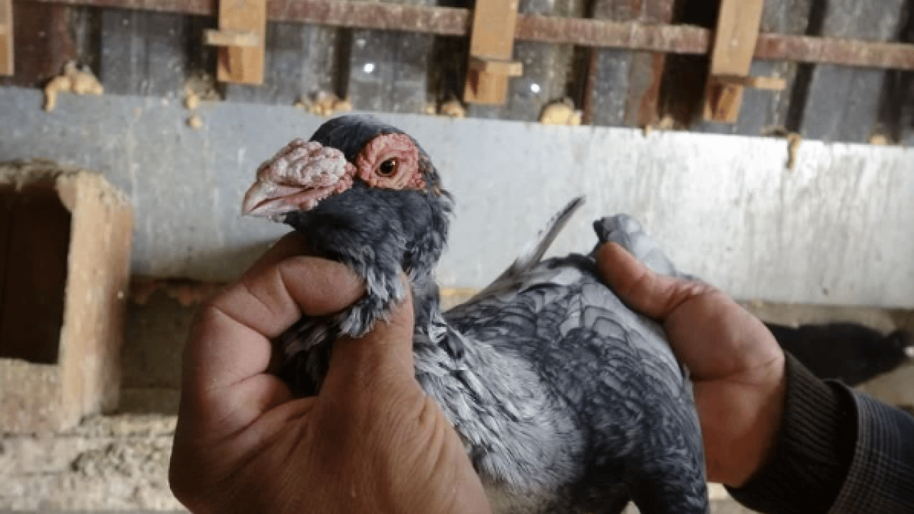 Foto - 7 yaşındayken kuzeni hediye etmişti! Sayısını 200'e çıkardı