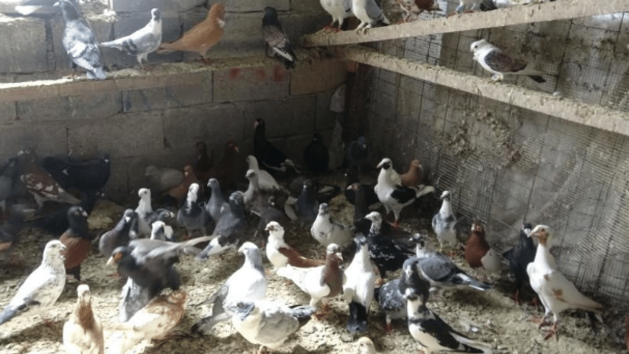 Foto - 7 yaşındayken kuzeni hediye etmişti! Sayısını 200'e çıkardı