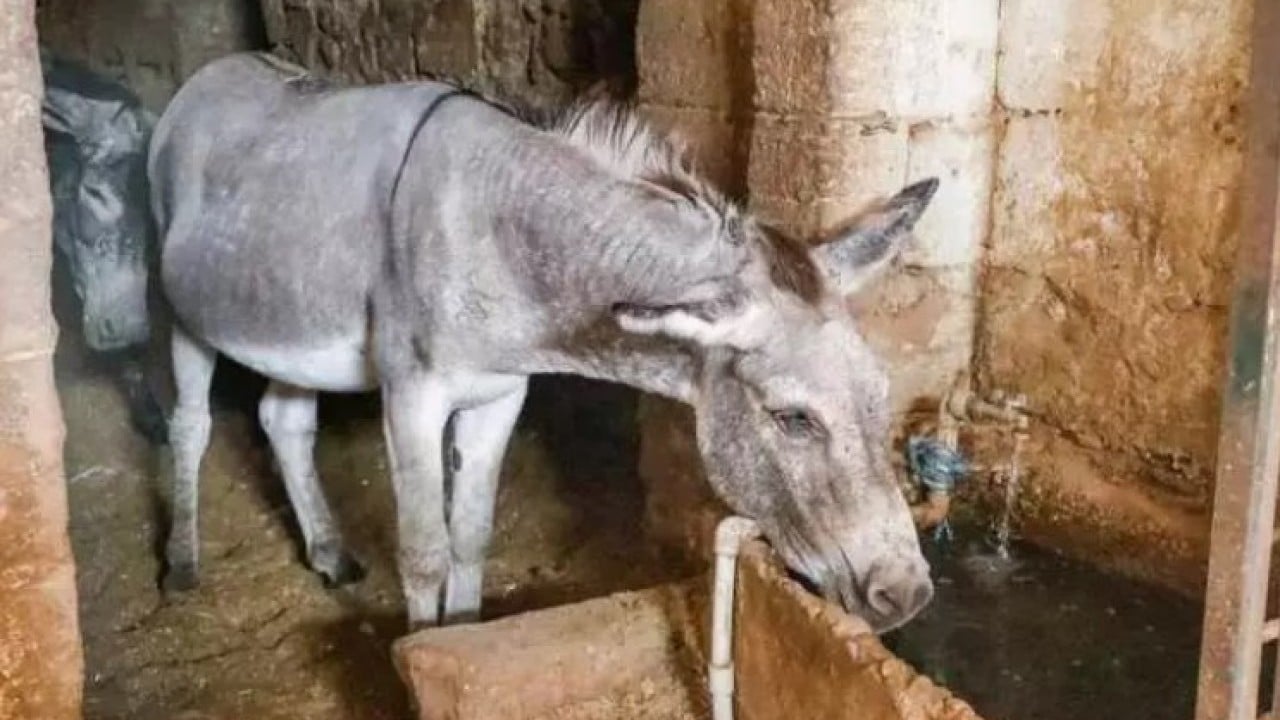 7 yıl hizmet ettiler: Belediyede çalışan eşşekler emekli oldu! 