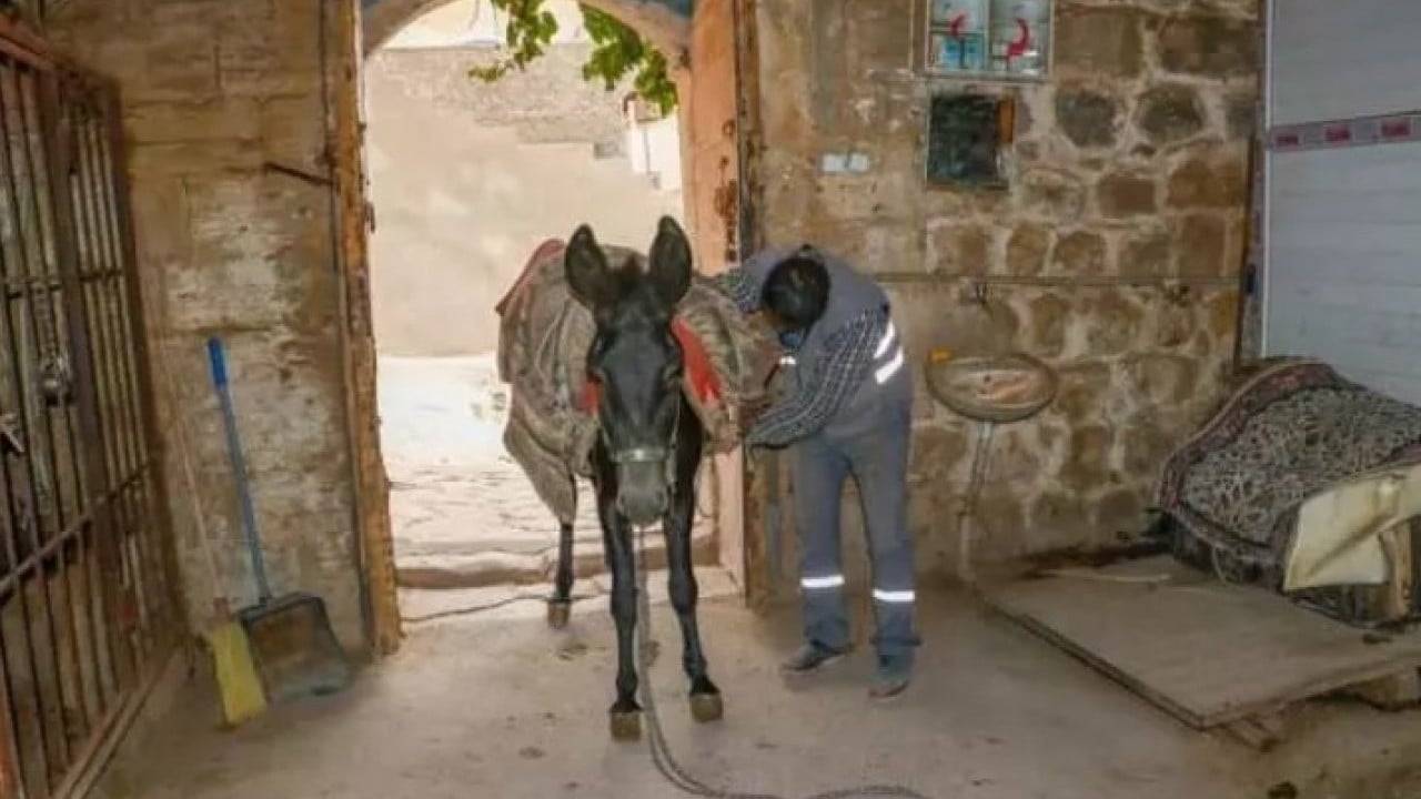 Foto - 7 yıl hizmet ettiler: Belediyede çalışan eşşekler emekli oldu! 