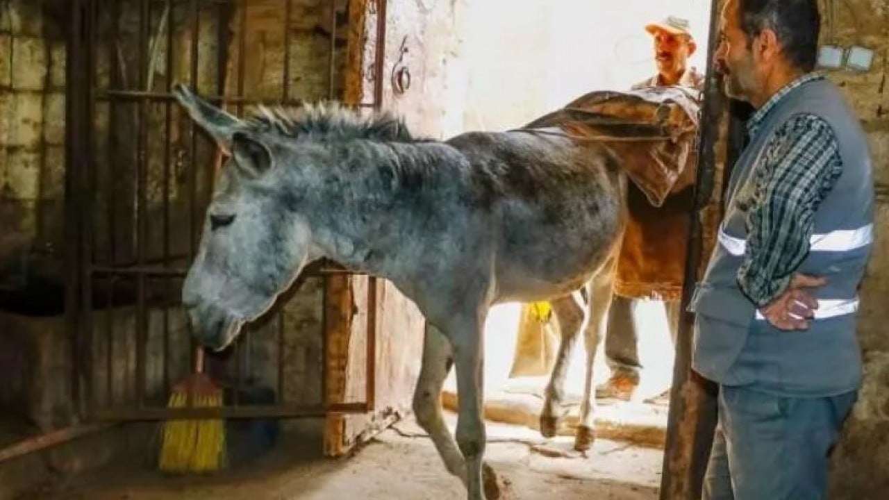 Foto - 7 yıl hizmet ettiler: Belediyede çalışan eşşekler emekli oldu! 