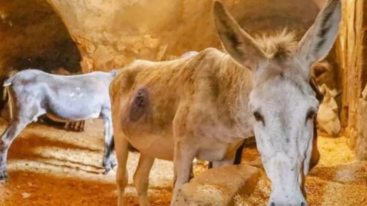 Foto - 7 yıl hizmet ettiler: Belediyede çalışan eşşekler emekli oldu! 