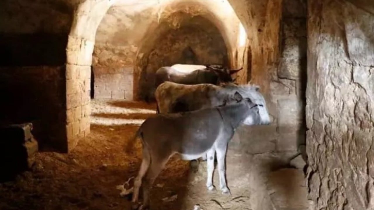 Foto - 7 yıl hizmet ettiler: Belediyede çalışan eşşekler emekli oldu! 