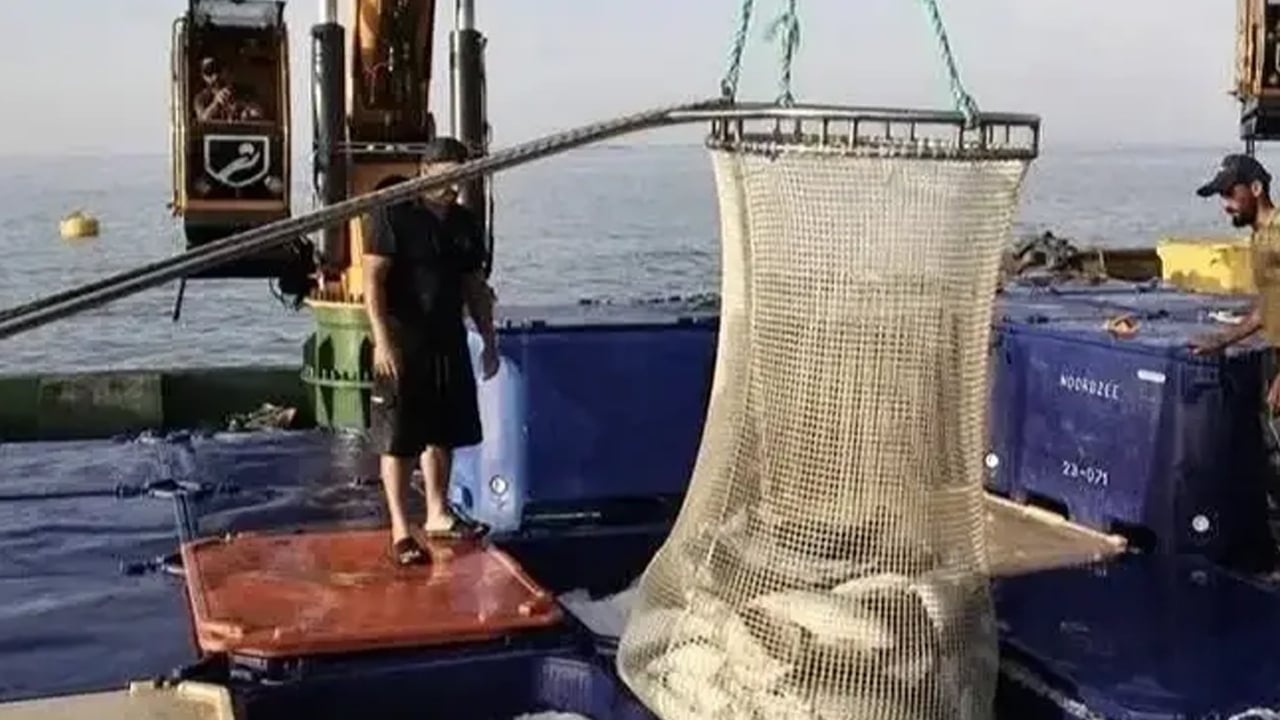 Foto - 7 yılda üretimini 24 kat artırdı: 34 bin 470 ton somon üretildi! Türkiye harekete geçti, resmen lider!