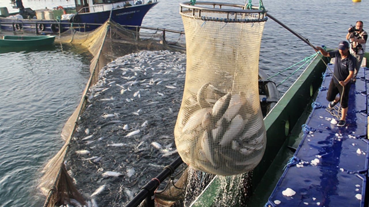 7 yılda üretimini 24 kat artırdı: 34 bin 470 ton somon üretildi! Türkiye harekete geçti, resmen lider!