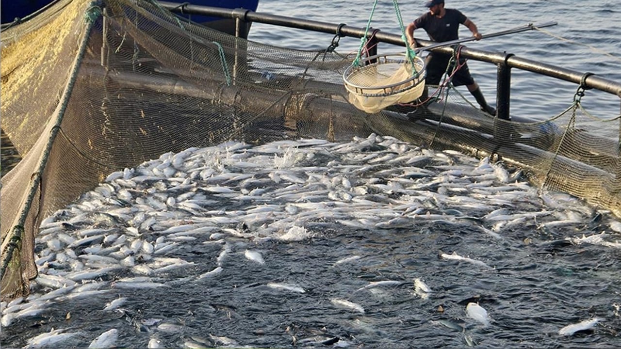 Foto - 7 yılda üretimini 24 kat artırdı: 34 bin 470 ton somon üretildi! Türkiye harekete geçti, resmen lider!