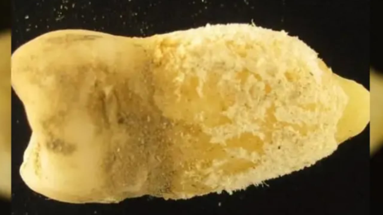 Foto - Tarih baştan yazılacak: 700 yıllık keşif her şeyi değiştirdi! 