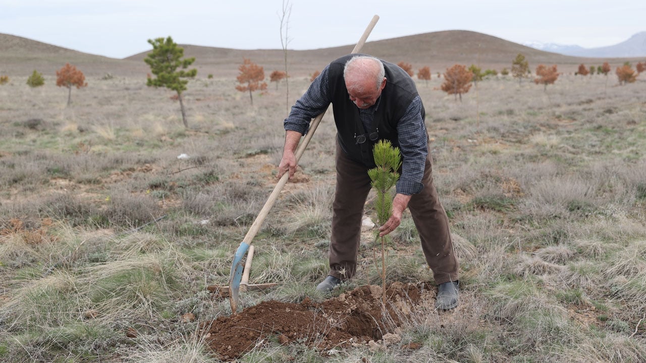 Foto - 71 yaşındaki Erdoğan Amca 12 bin fidan dikti! Bir hayalle başladı, bozkırı yeşile çevirdi