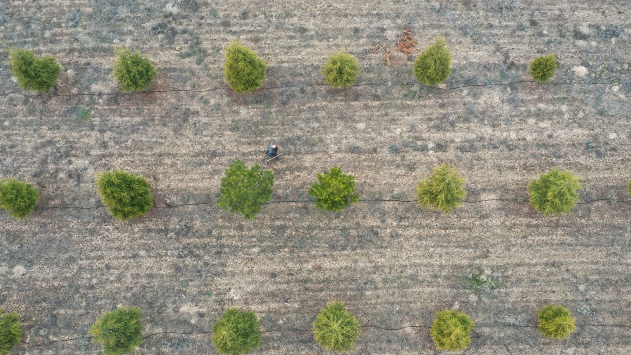 Foto - 71 yaşındaki Erdoğan Amca 12 bin fidan dikti! Bir hayalle başladı, bozkırı yeşile çevirdi