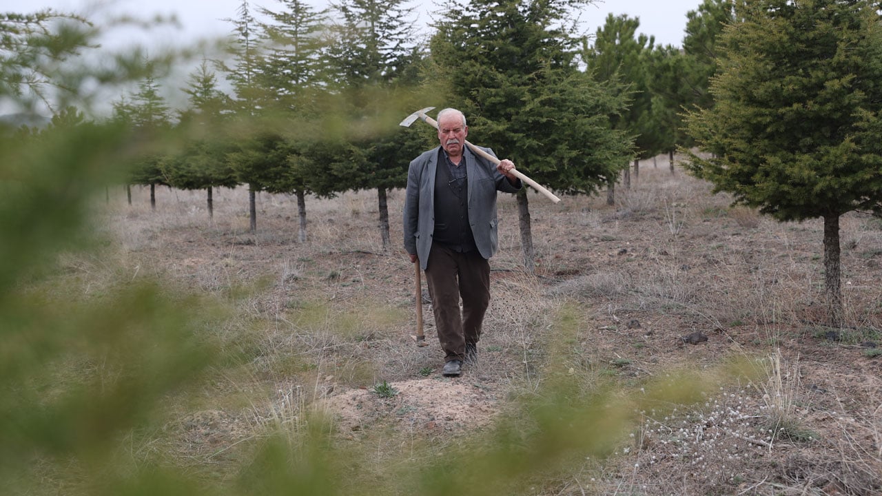 71 yaşındaki Erdoğan Amca 12 bin fidan dikti! Bir hayalle başladı, bozkırı yeşile çevirdi