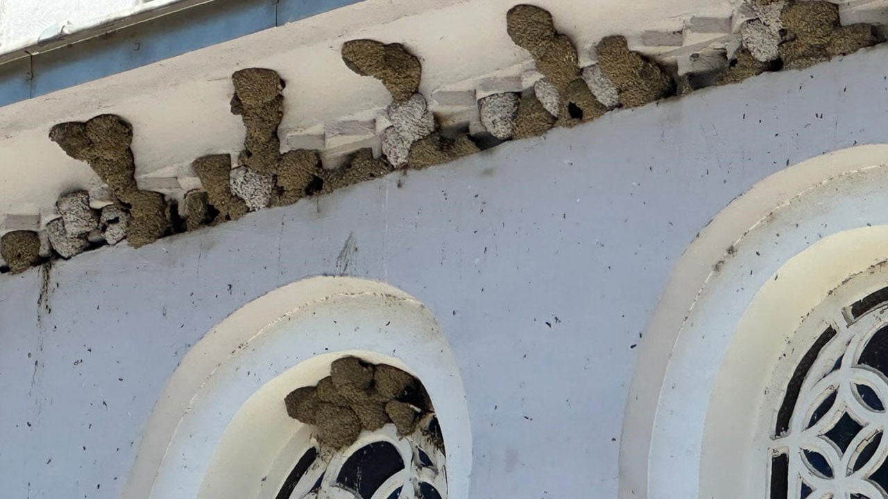 Foto - 73 yuvalı ev, 100 yuvalı cami! Burada yaz boyu pencere açamıyorlar