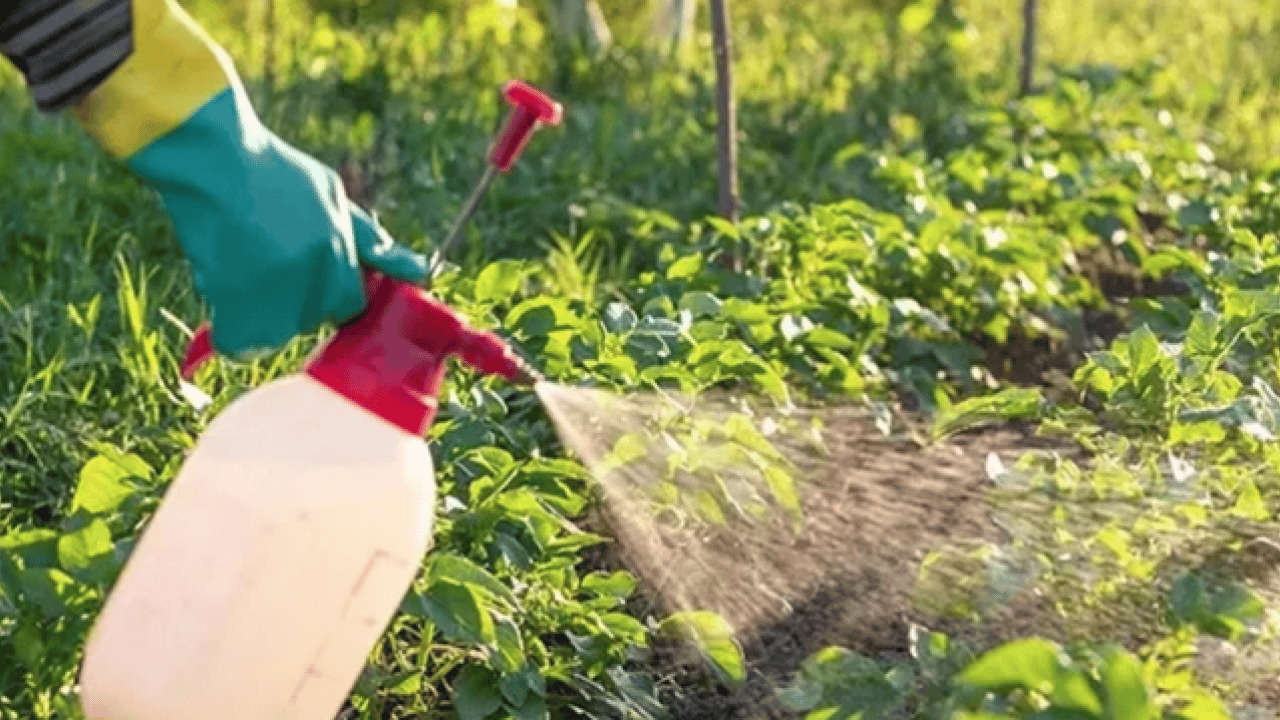Foto - % 75'inde pestisit mi? En çok kimyasal içeren sebze ve meyve belli oldu: Şifa mı zehir mi?