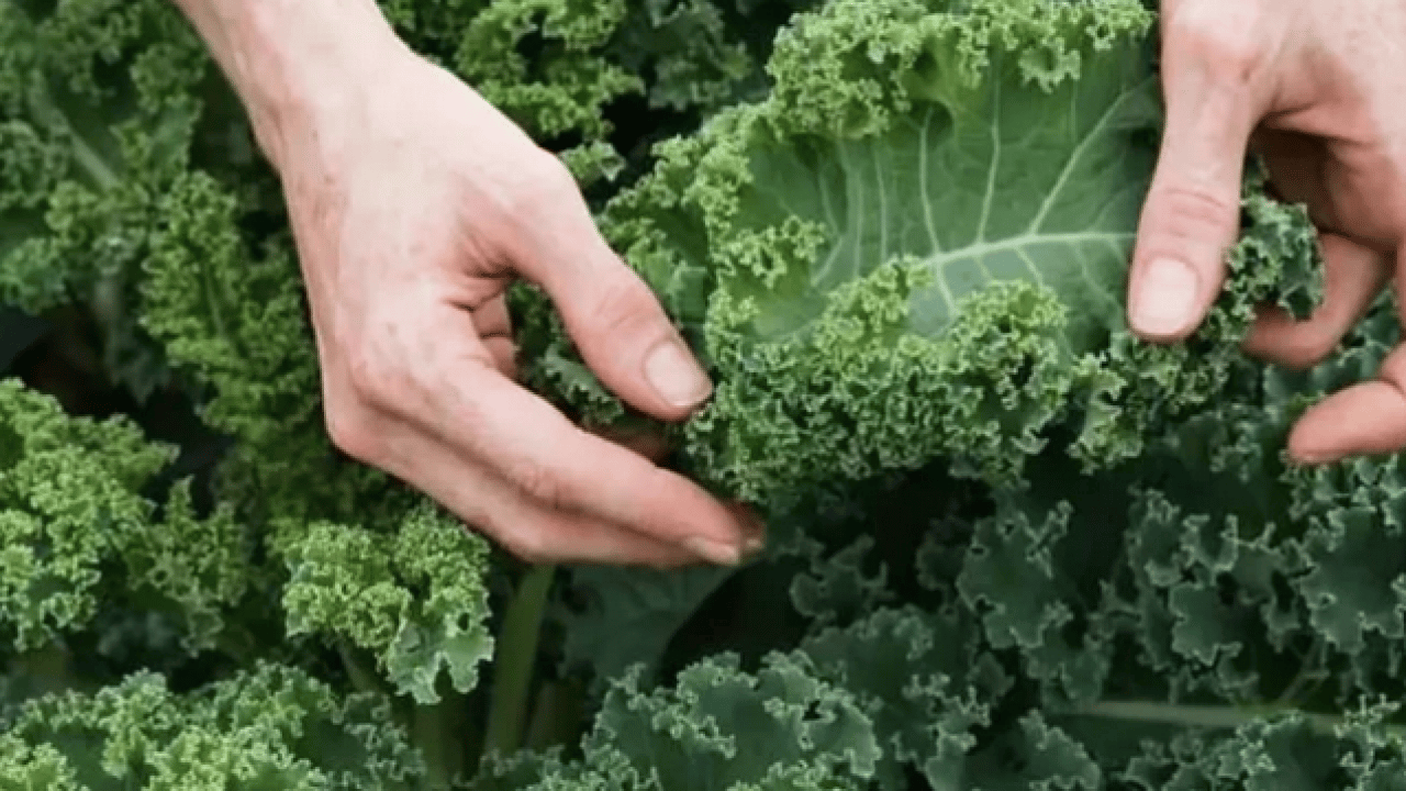 Foto - % 75'inde pestisit mi? En çok kimyasal içeren sebze ve meyve belli oldu: Şifa mı zehir mi?