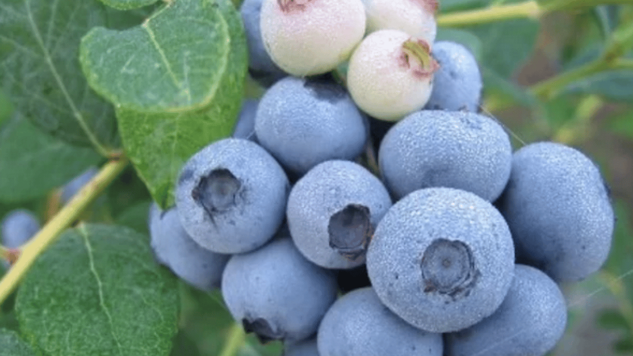 Foto - % 75'inde pestisit mi? En çok kimyasal içeren sebze ve meyve belli oldu: Şifa mı zehir mi?