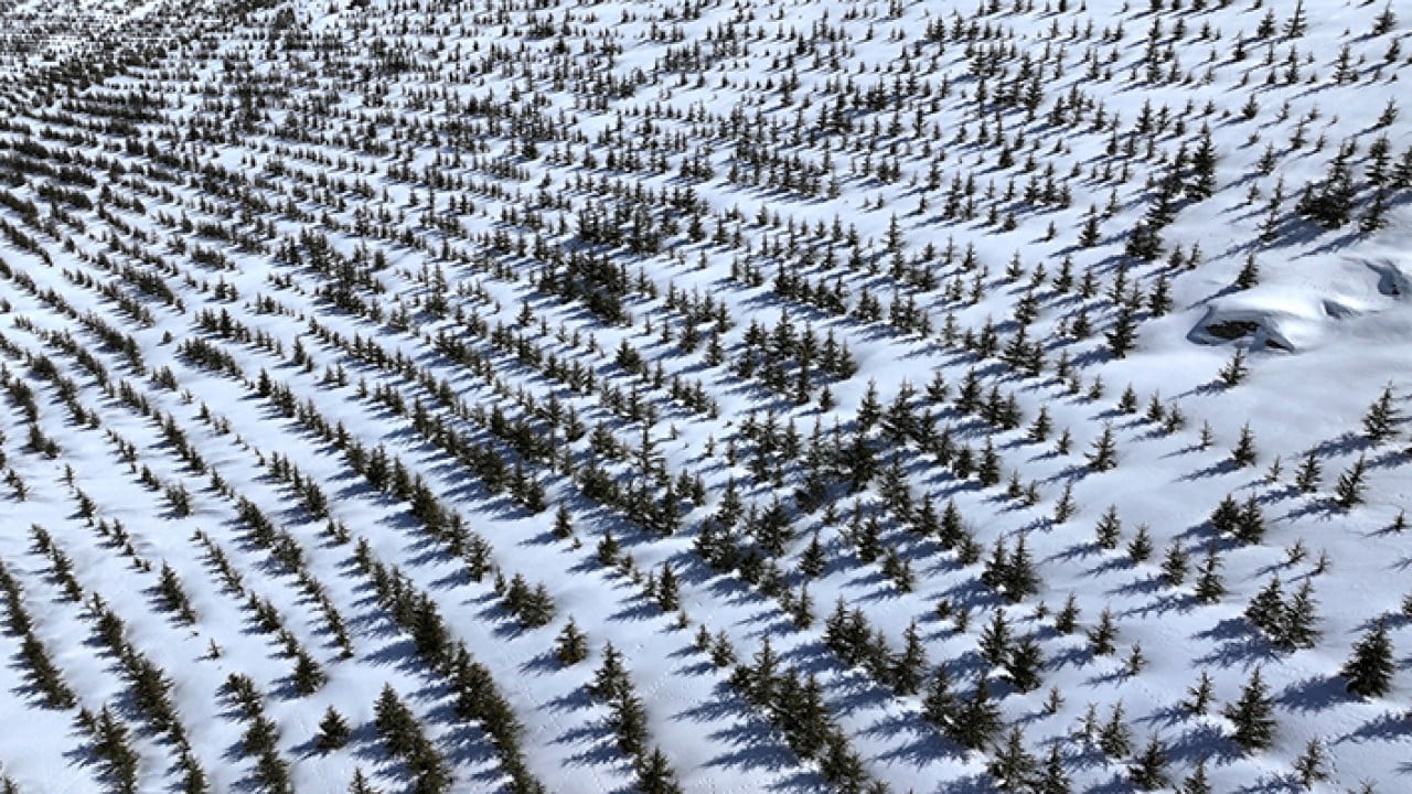 Foto - 8 bin futbol sahası büyüklüğünde Erciyes dağı'nda 7 milyon fidan toprakla buluştu