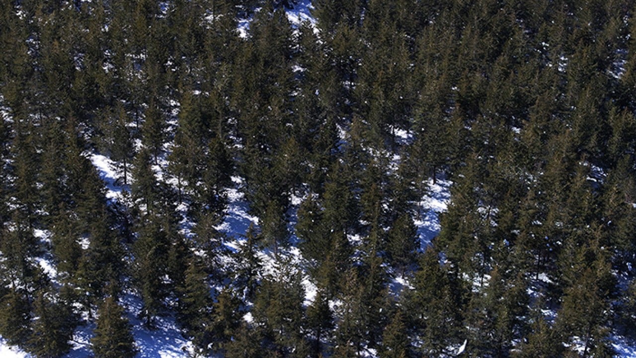 Foto - 8 bin futbol sahası büyüklüğünde Erciyes dağı'nda 7 milyon fidan toprakla buluştu