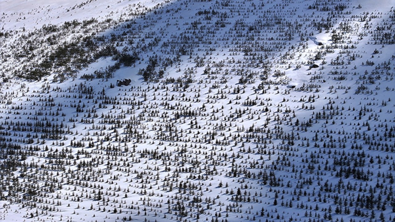 Foto - 8 bin futbol sahası büyüklüğünde Erciyes dağı'nda 7 milyon fidan toprakla buluştu