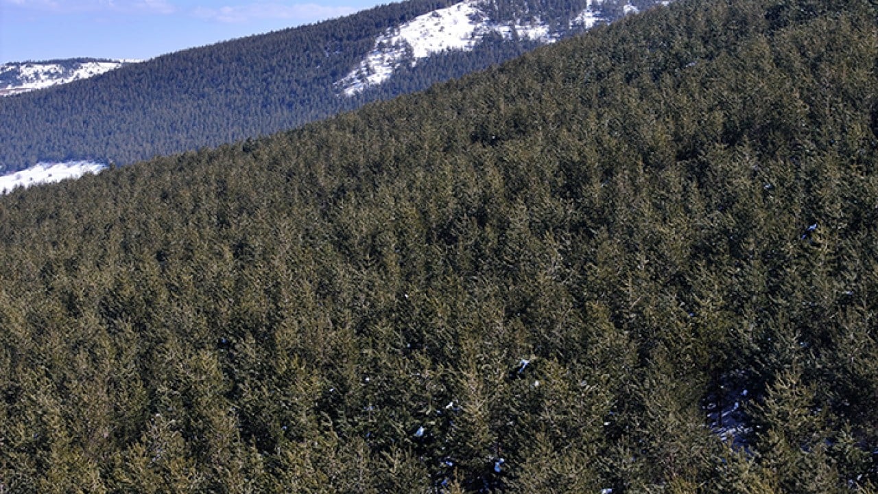 Foto - 8 bin futbol sahası büyüklüğünde Erciyes dağı'nda 7 milyon fidan toprakla buluştu