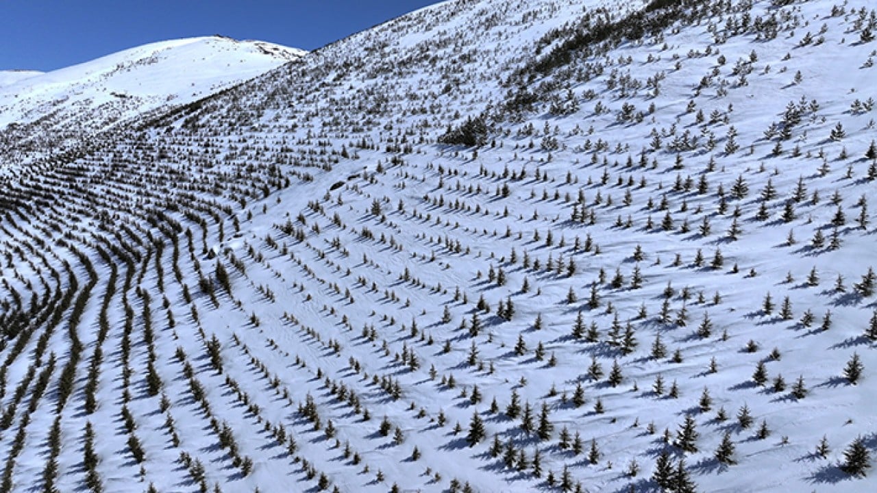 Foto - 8 bin futbol sahası büyüklüğünde Erciyes dağı'nda 7 milyon fidan toprakla buluştu