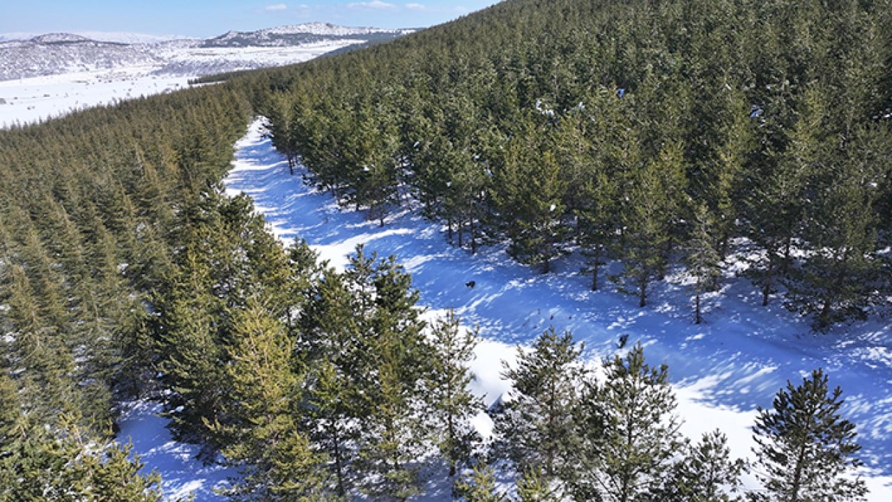 Foto - 8 bin futbol sahası büyüklüğünde Erciyes dağı'nda 7 milyon fidan toprakla buluştu