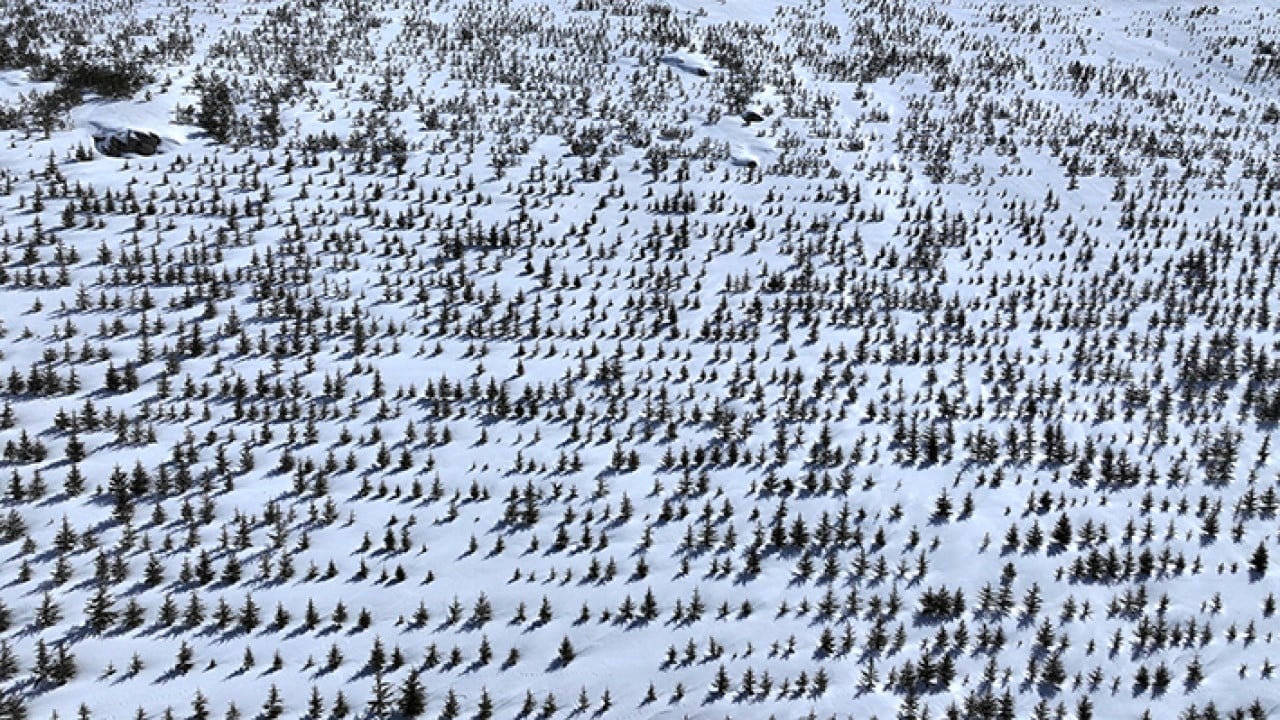 Foto - 8 bin futbol sahası büyüklüğünde Erciyes dağı'nda 7 milyon fidan toprakla buluştu