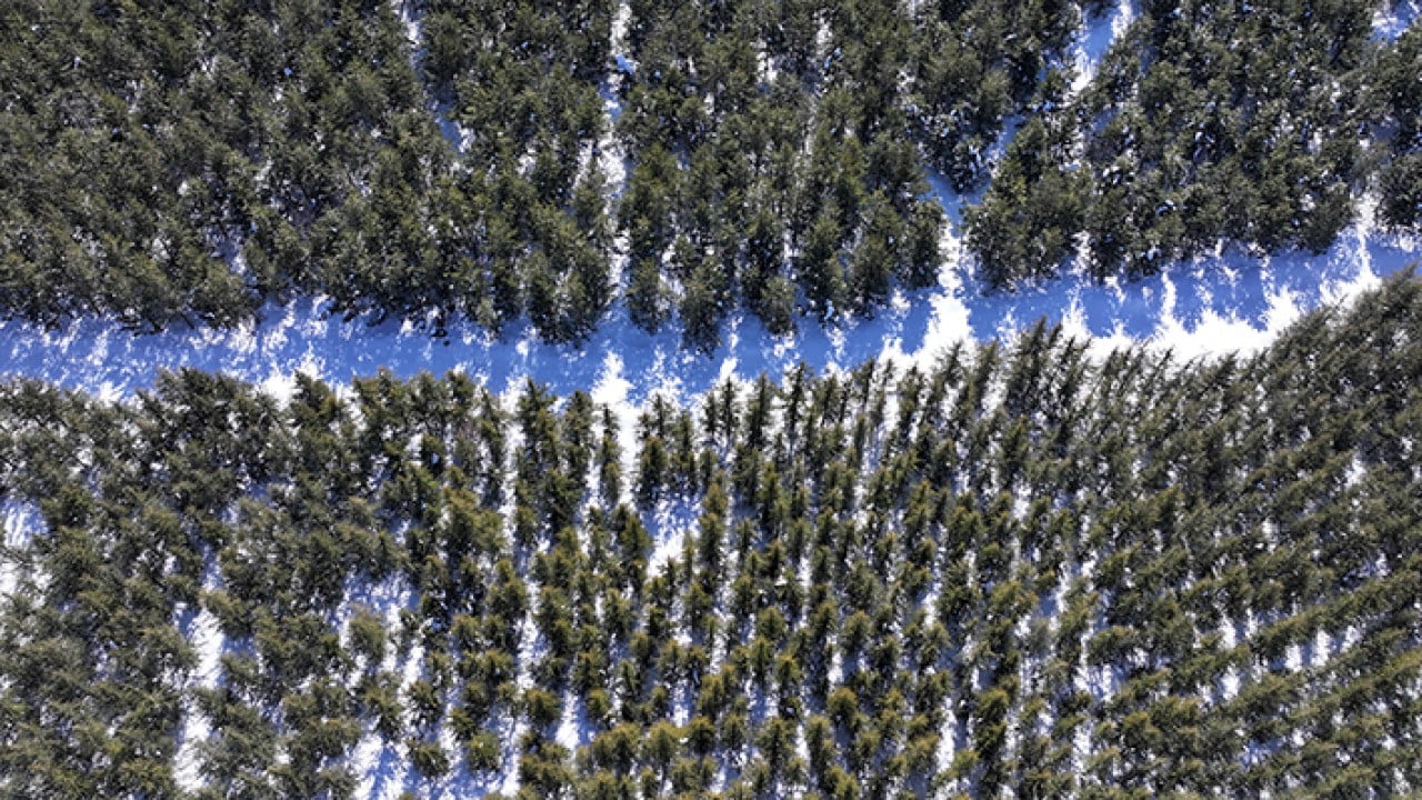 Foto - 8 bin futbol sahası büyüklüğünde Erciyes dağı'nda 7 milyon fidan toprakla buluştu