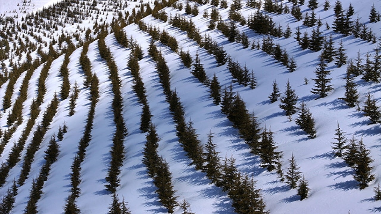 Foto - 8 bin futbol sahası büyüklüğünde Erciyes dağı'nda 7 milyon fidan toprakla buluştu