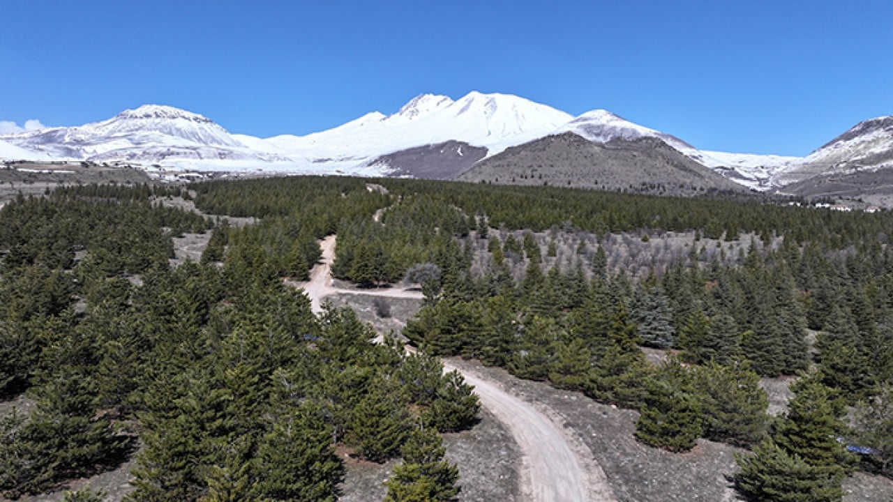 Foto - 8 bin futbol sahası büyüklüğünde Erciyes dağı'nda 7 milyon fidan toprakla buluştu