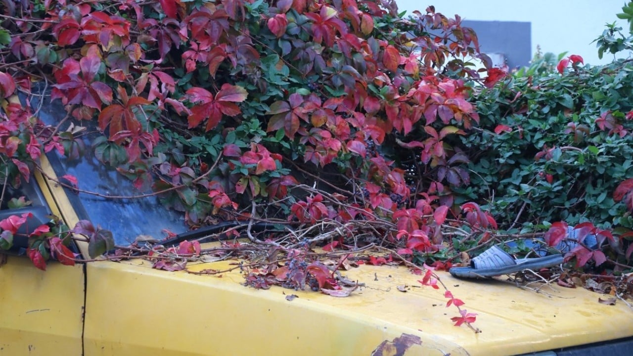 Foto - 8 yıldır park halindeydi! İşte sarmaşıklı otomobilin hikâyesi…